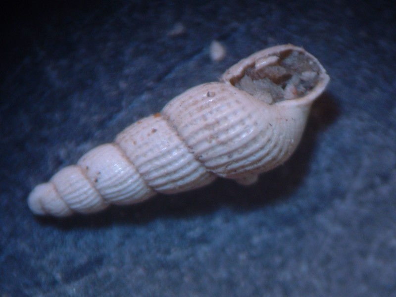 pyramidellidae plioceniche